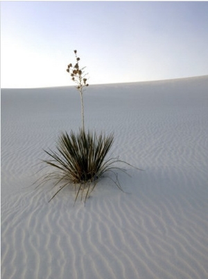 Nm, White Sands Natl Monument, Yucca Plant