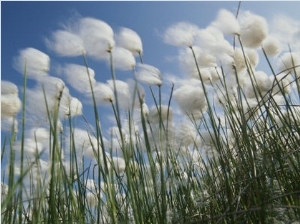 Plant Pods Blowing in the Wind, Yukon Territory