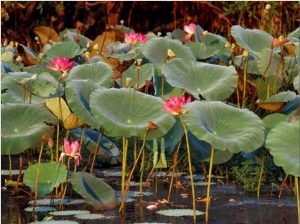 Plants and Flowers along Yellow River, Kakadu National Park, Australia