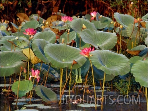 Plants and Flowers along Yellow River, Kakadu National Park, Australia