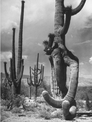 Saguaro Cactus and Other Desert Plants