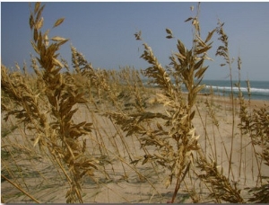 Sea Oats, Vital Plants That Anchor Sand Dunes, Blow in the Breeze