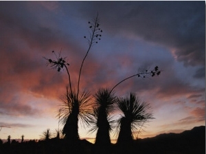 Spanish Bayonet Yucca Plants Silhouetted against the Evening Sky
