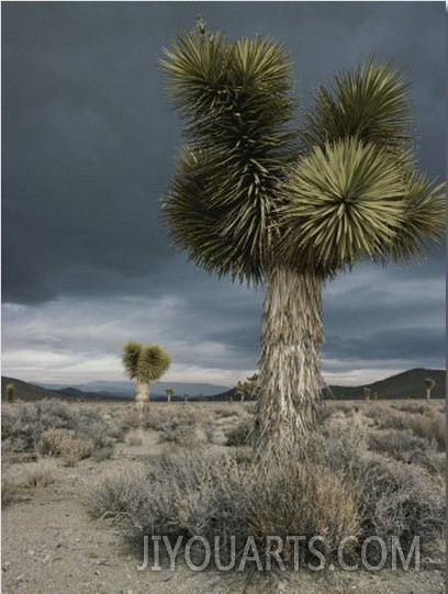 Stormy Clouds Brew over the Mojave Desert and Beaked Yucca Plants