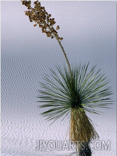 Yucca Plant, State Flower of New Mexico, White Sands National Monument, New Mexico, USA