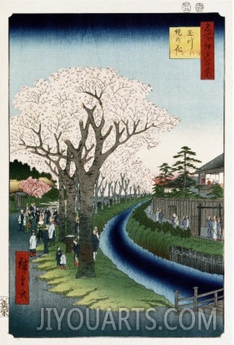 Cherry Blossoms, Tama River Embankment