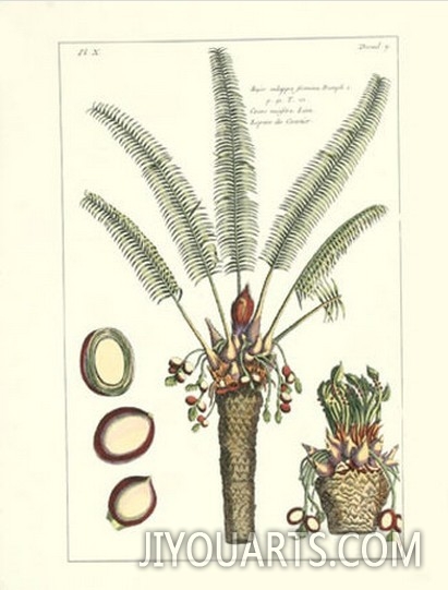 Exotic Palm III