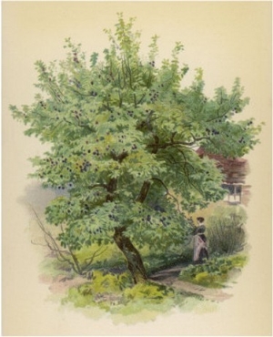 Plum Tree