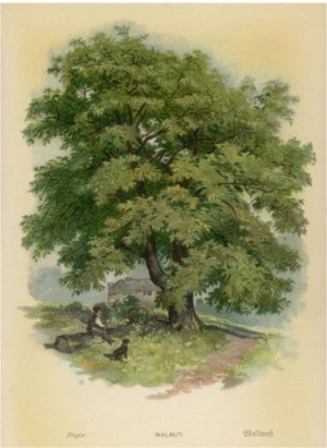 Walnut Tree