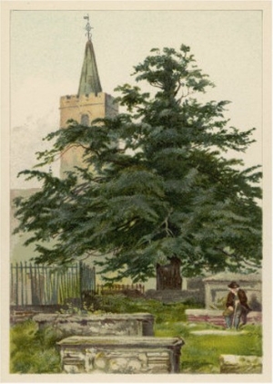 Yew Tree