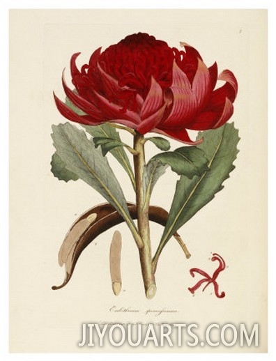 A Specimen of the Botany of New Holland
