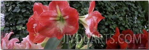 Amaryllis Flowers, Botanical Gardens of Buffalo and Erie County, Buffalo, New York, USA