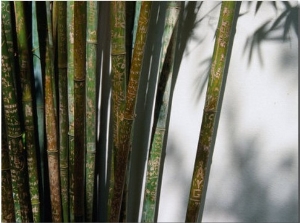 Bamboo Plants at Chinese Friendship Gardens, Darling Harbour Sydney, New South Wales, Australia