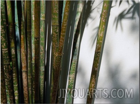 Bamboo Plants at Chinese Friendship Gardens, Darling Harbour Sydney, New South Wales, Australia