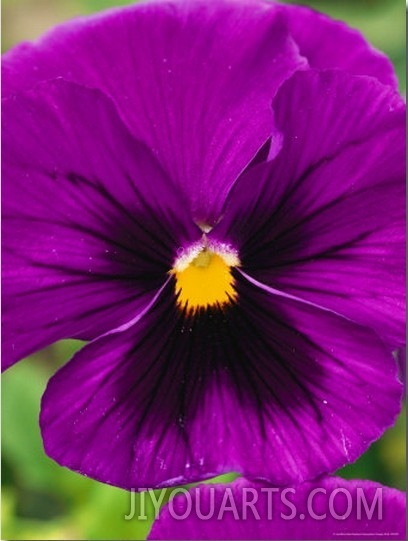 Close View of Purple Picotee Pansies, a New Variety of Pansy