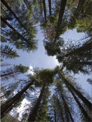 Fire Ecology and New Growth in a Burn Area of South Fork Kings River