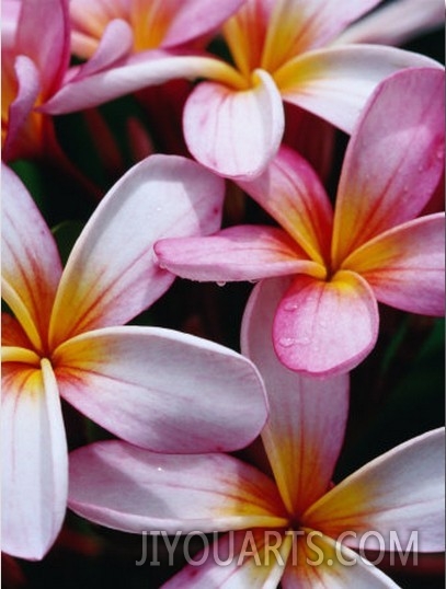 Frangipani Flowers, New Caledonia