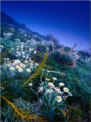 High Altitude Mountain Daisies (Celmisia Semicordata), Mt. Cook Nat. Park, Canterbury, New Zealand