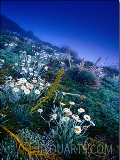 High Altitude Mountain Daisies (Celmisia Semicordata), Mt. Cook Nat. Park, Canterbury, New Zealand