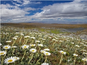 Mountain Daisies, Old Woman Conservation Area, Central Otago, South Island, New Zealand
