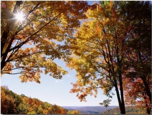 New York State, Allegheny State Park, Sunlight in the Forest