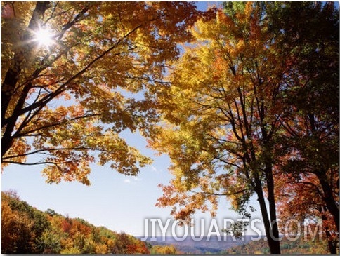 New York State, Allegheny State Park, Sunlight in the Forest