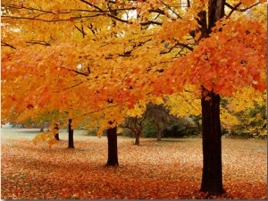 New York State, Erie County, Chestnut Ridge Country Park, Leaves of Maple Tree on the Ground