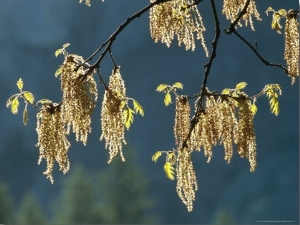 Pollen Tendrils and New Leaves on a California Black Oak Tree Branch