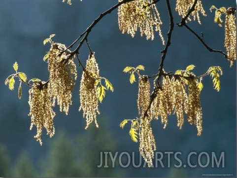 Pollen Tendrils and New Leaves on a California Black Oak Tree Branch