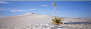 Soaptree Yucca, White Sands National Monument, New Mexico, USA