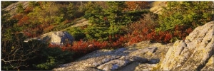 Trees on a Hillside, Cadillac Mountain, Acadia National Park, New England, Maine, USA