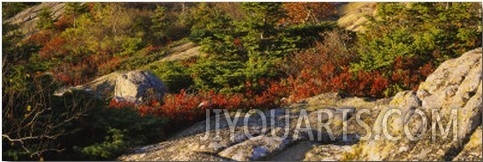 Trees on a Hillside, Cadillac Mountain, Acadia National Park, New England, Maine, USA