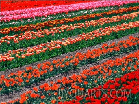 Tulip Fields, Southland, New Zealand