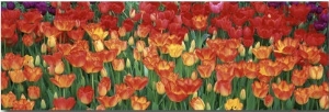 Tulips in a Garden, Botanical Garden of Buffalo and Erie County, Buffalo, New York, USA