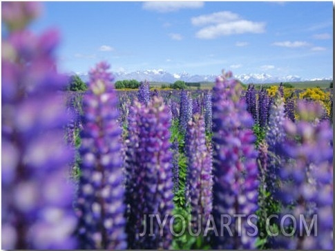 Wild Lupins in the Mt. Cook National Park, Canterbury, South Island, New Zealand