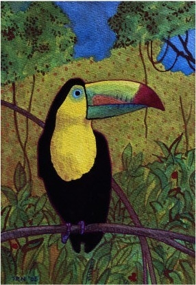 Toucan