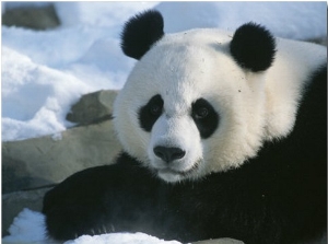 A Panda at the National Zoo in Washington, Dc