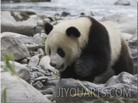 China, Sichuan Province, Wolong, Giant Panda by the River in the Valley
