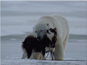 A Polar Bear (Ursus Maritimus) and a Husky Cuddle up to Each Other in the Snow