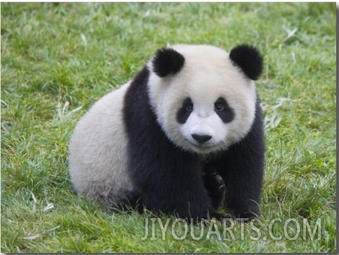 China, Sichuan Province, Wolong, Giant Panda Cub on the Grass1