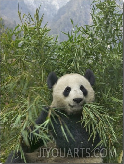 China, Sichuan Province, Wolong, Giant Panda Eating Bamboo1