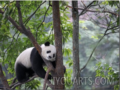 Giant Panda Climbing in a Tree Bifengxia Giant Panda Breeding and Conservation Center, China