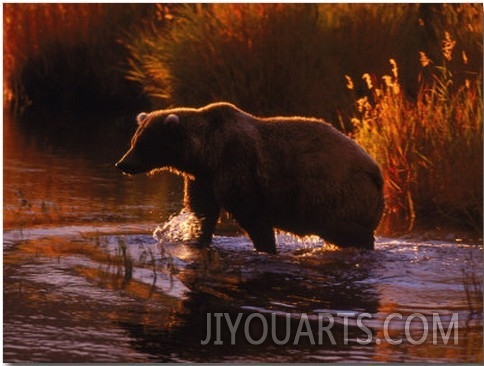 Grizzly Bear, Ursus Arctos Middendorffi, AK