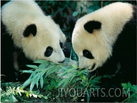 Pandas Eating Bamboo, Wolong, Sichuan, China
