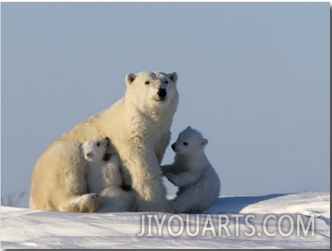 Polar Bear with Cubs, (Ursus Maritimus), Churchill, Manitoba, Canada