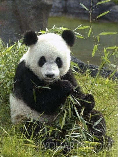 Tennessee, Memphis, a Giant Panda, on Loan to the Local Zoo, Enjoys a Snack of Bamboo Shoots