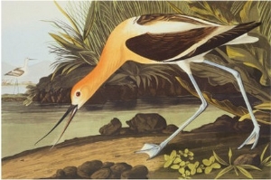 American Avocet