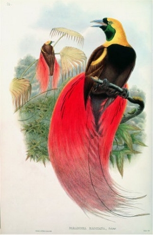 Bird of Paradise, Engraved by T. Walter