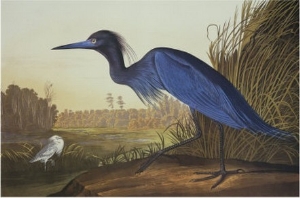 Blue Crane or Heron