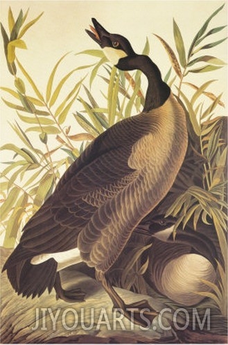 Canada Goose